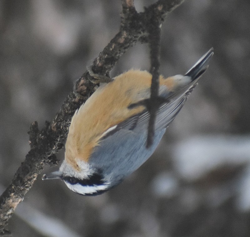 Garrapo kanadarra - ML647468029