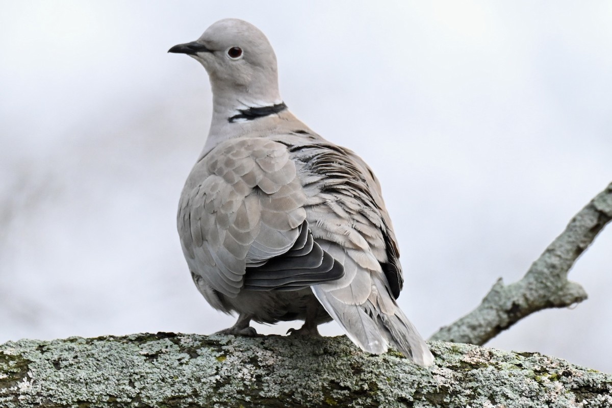 Usapal turkiarra - ML647468031