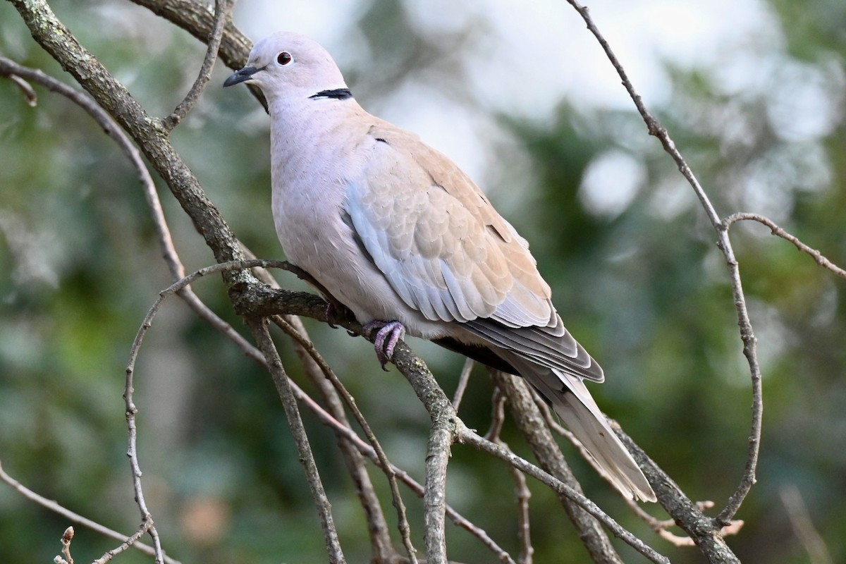 Usapal turkiarra - ML647468032