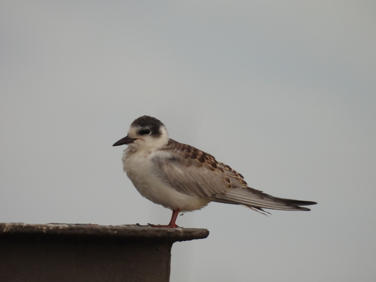 Itsas enara musuzuria - ML647468033