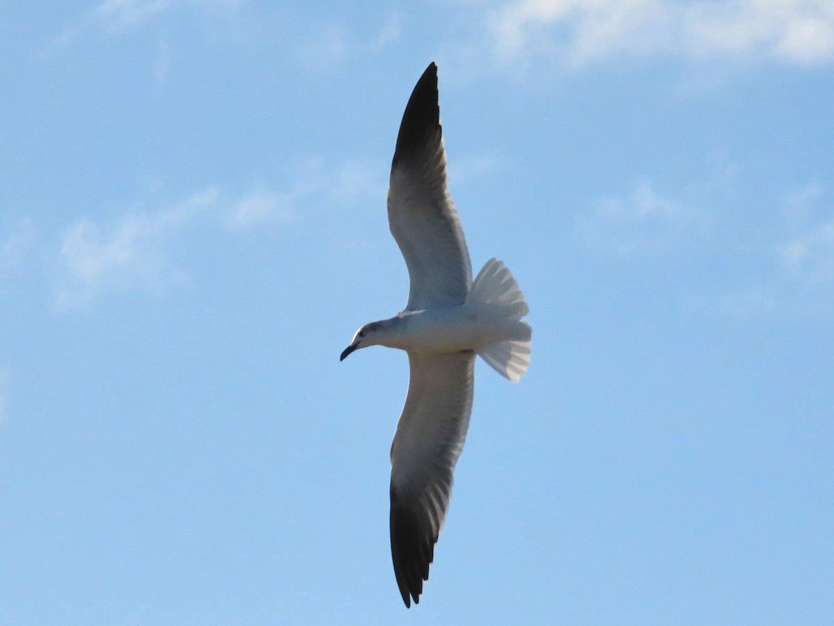 Antxeta mokogorri amerikarra - ML647468034