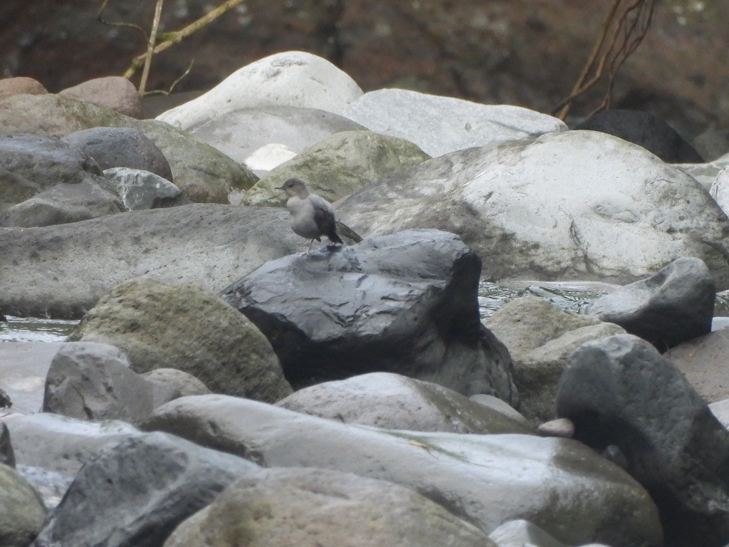 Ur-zozo iparramerikarra - ML647468035