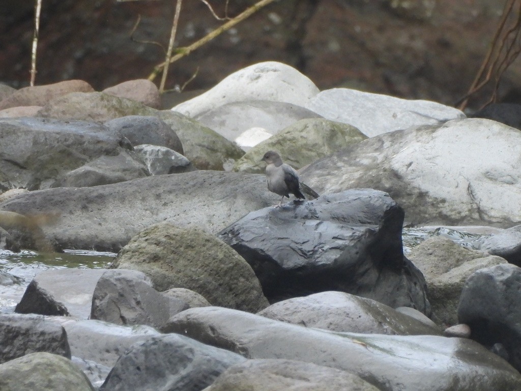 Ur-zozo iparramerikarra - ML647468037