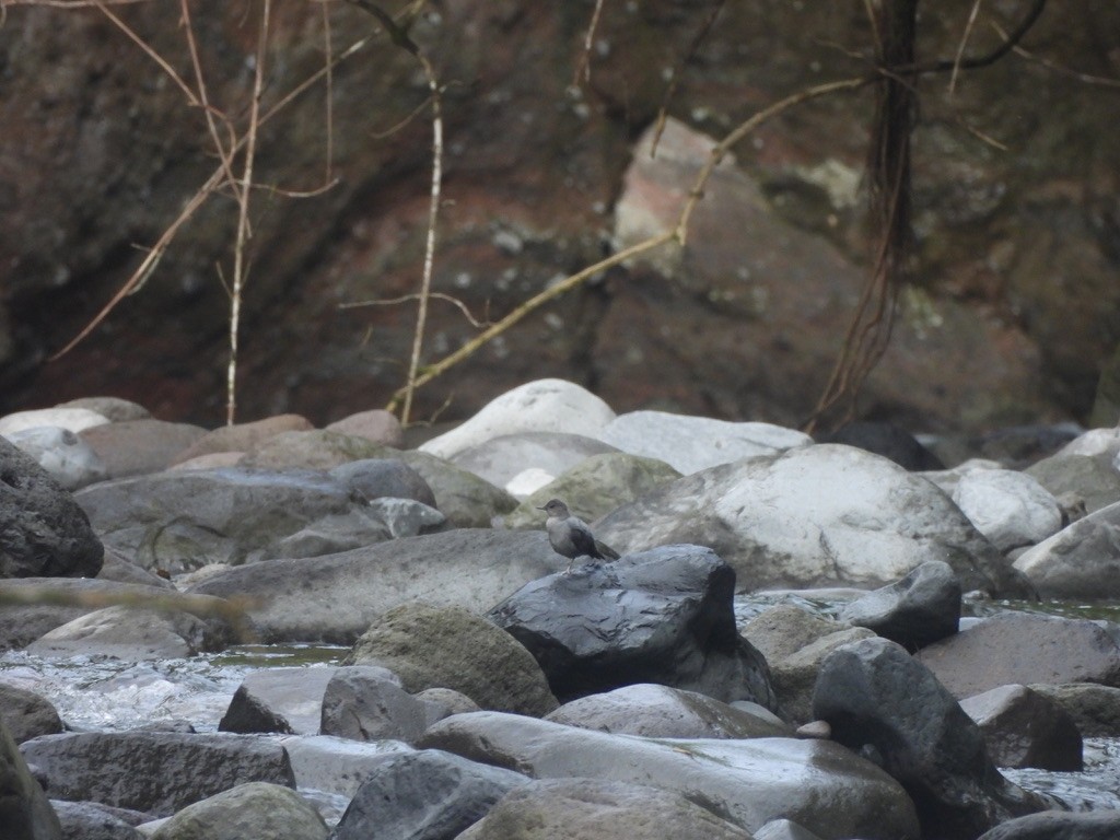 Ur-zozo iparramerikarra - ML647468039