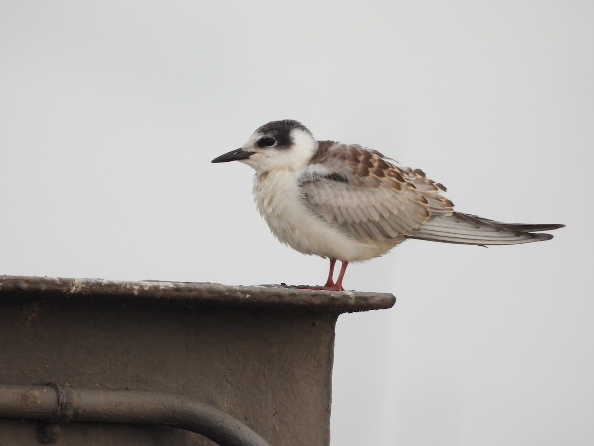 Itsas enara musuzuria - ML647468040