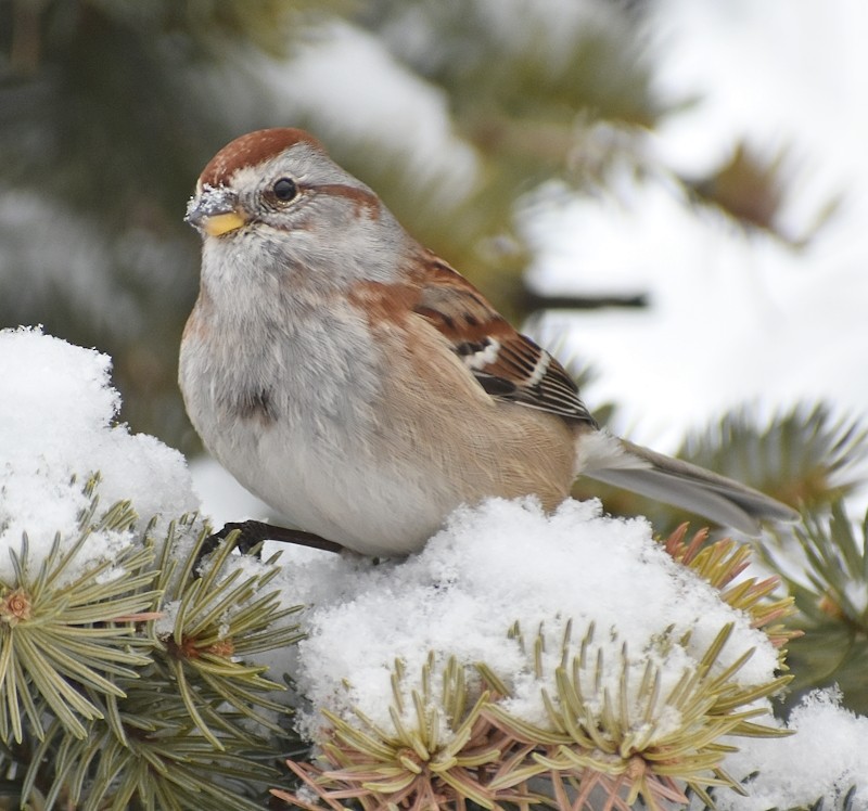American Tree Sparrow - ML647468041