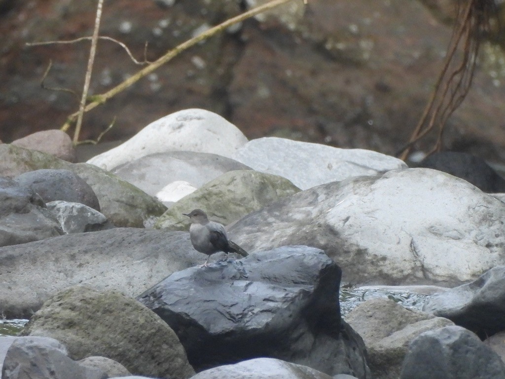 Ur-zozo iparramerikarra - ML647468042