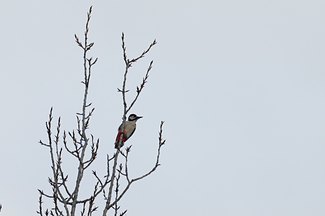 Okil handia - ML647468043