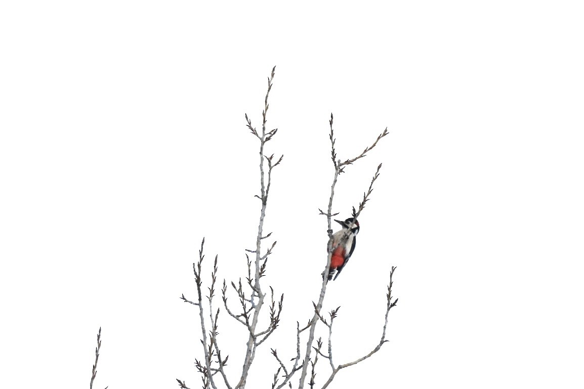 Okil handia - ML647468044