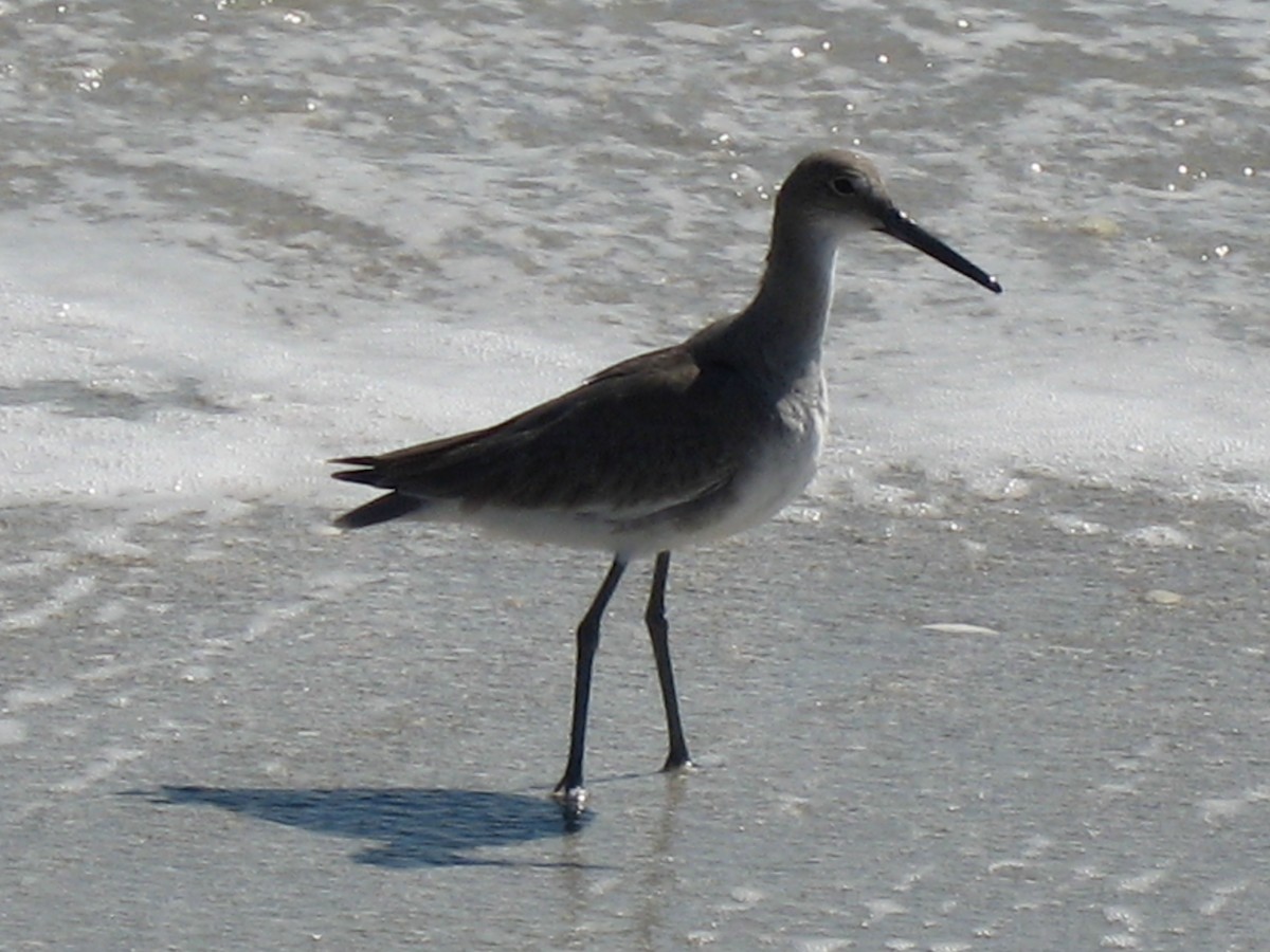 Kuliska erdipalmatua - ML647468048