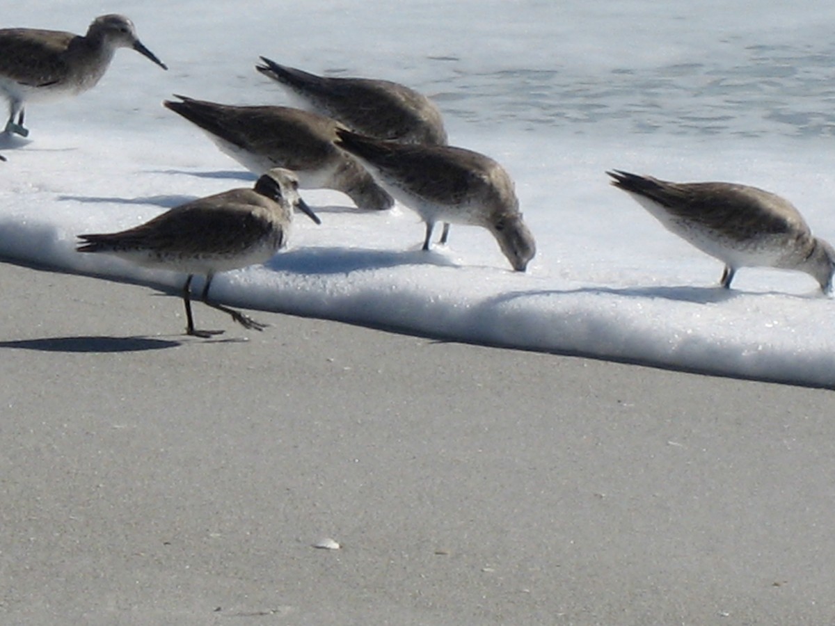 Kuliska erdipalmatua - ML647468049