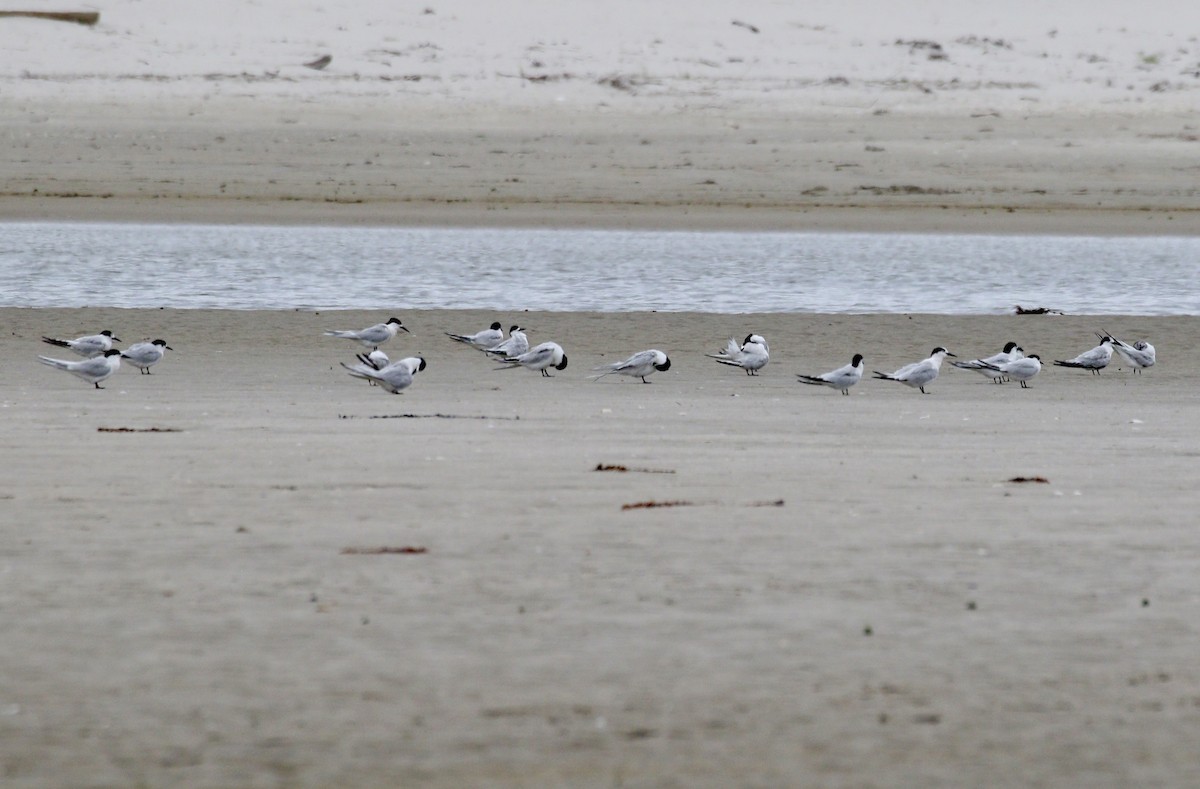 White-fronted Tern - ML647468050