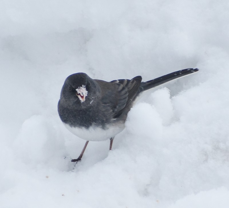 Dark-eyed Junco - ML647468051
