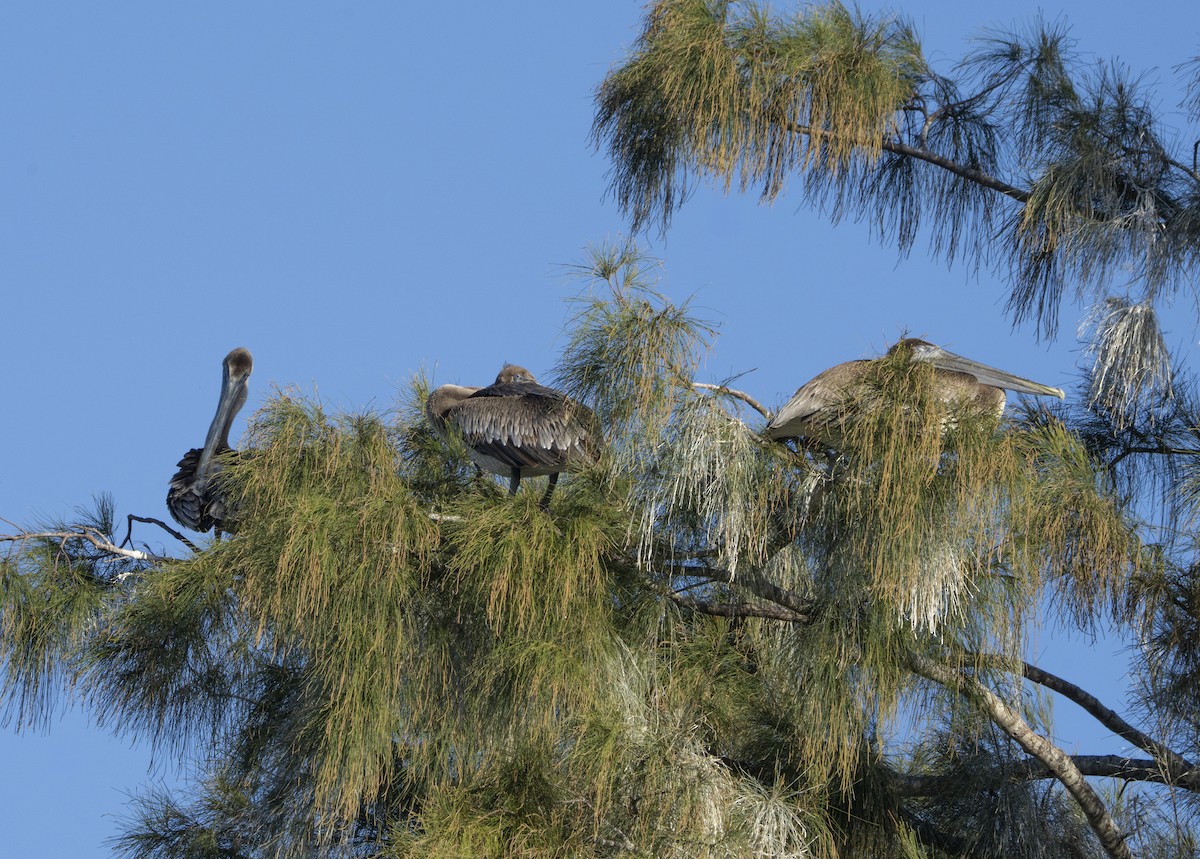 Pelikano arrea - ML647468052