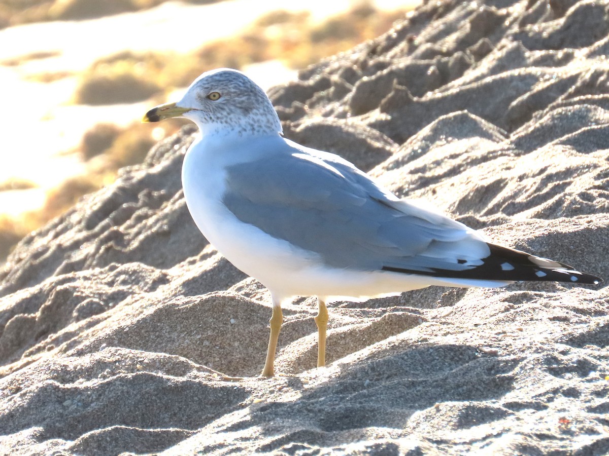 Delawareko kaioa - ML647468053