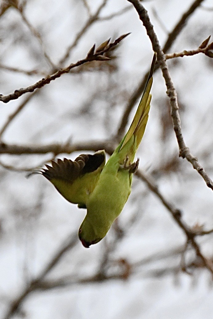 Papagai lepokoduna - ML647468054