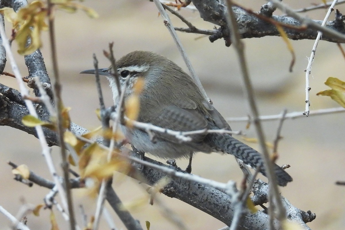 Troglodyte de Bewick - ML647468064