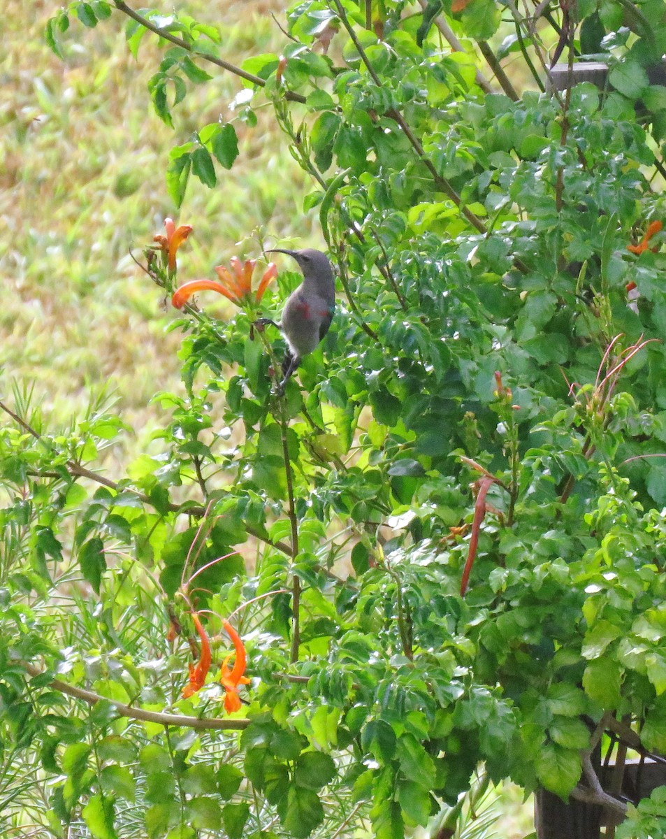 Southern Double-collared Sunbird - ML647468069