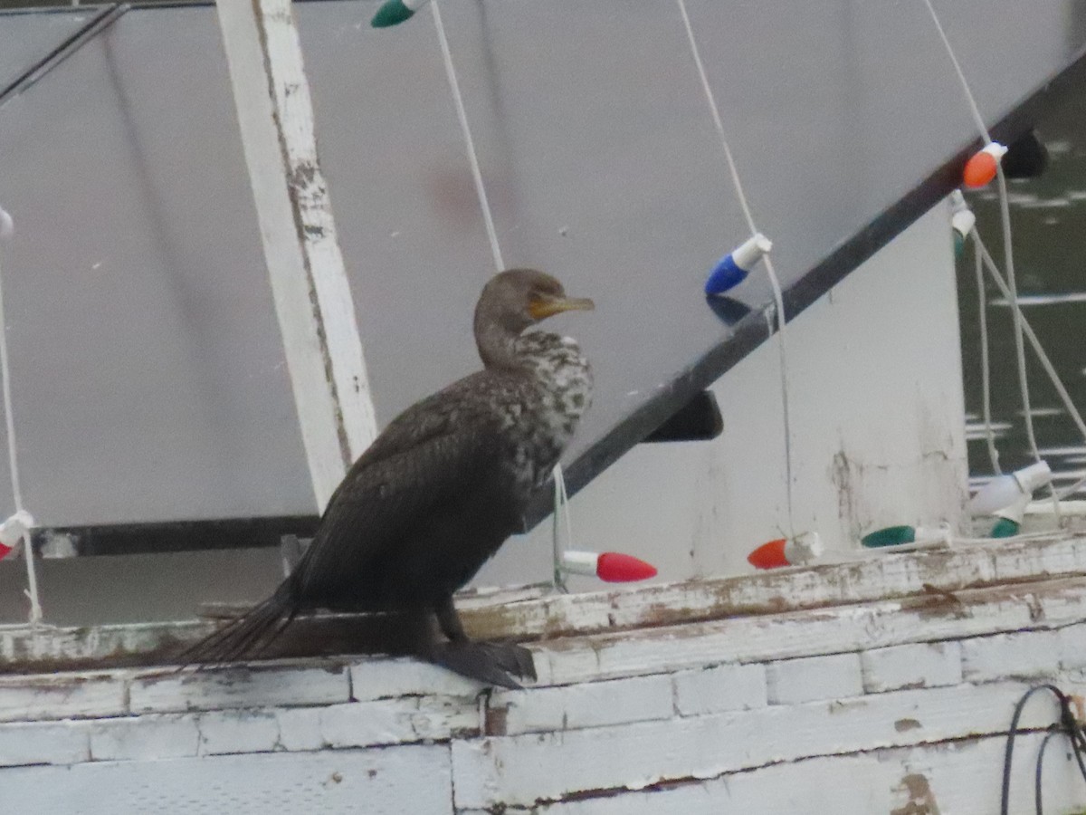 Ушастый баклан - ML647468117