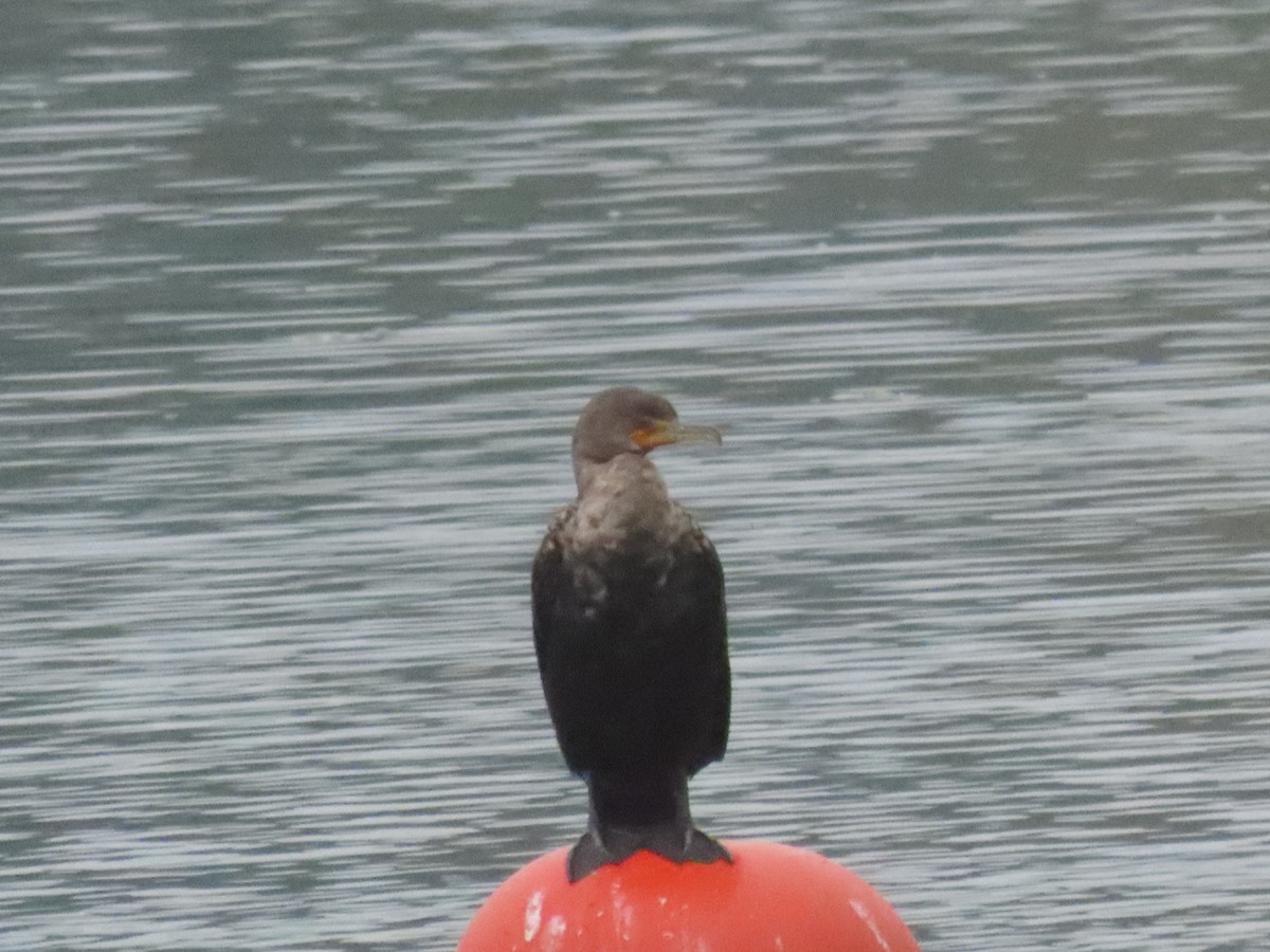 Ушастый баклан - ML647468118