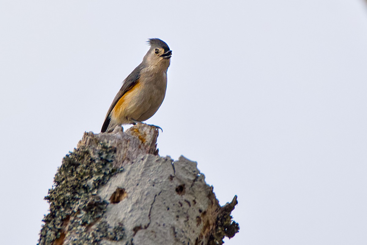 Tufted Titmouse - ML647468134