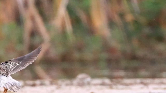 Lesser Yellowlegs - ML647468136