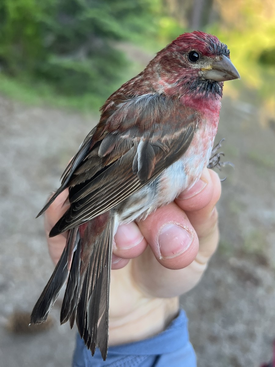 ムラサキマシコ - ML647468137