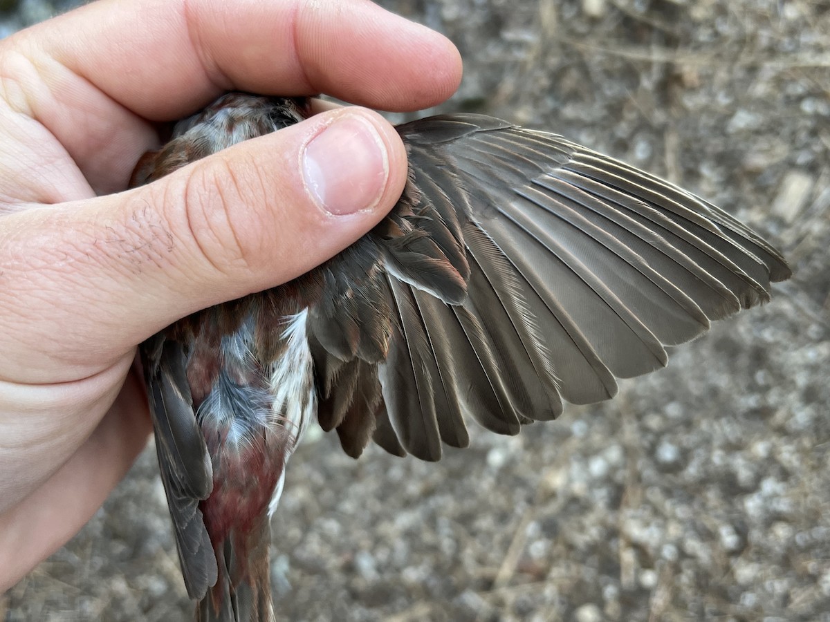 ムラサキマシコ - ML647468138