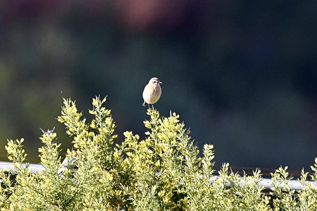 European Stonechat - ML647468152