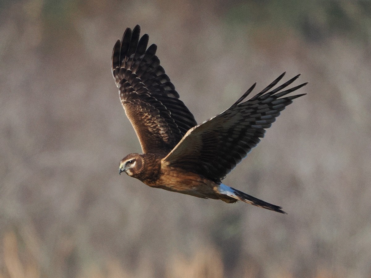 Northern Harrier - ML647468183