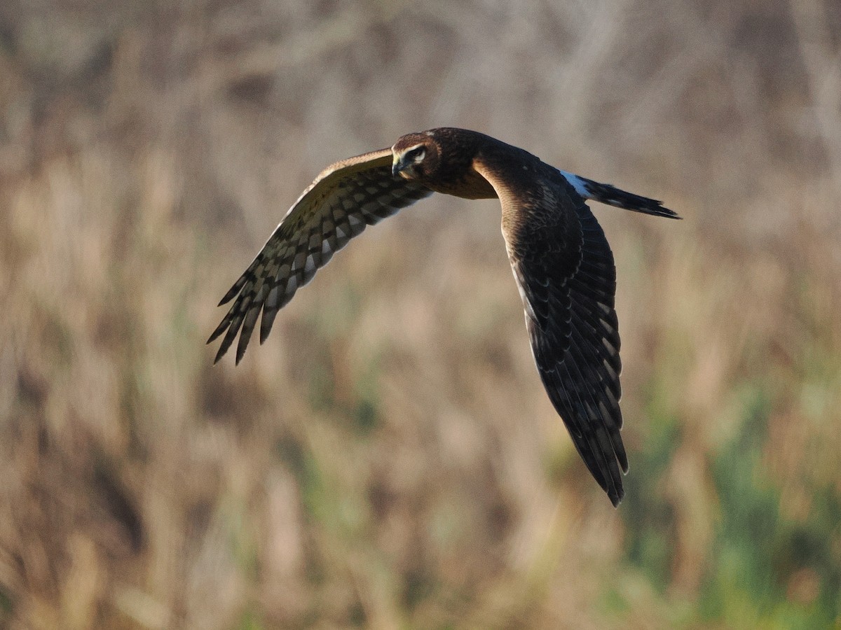 Northern Harrier - ML647468184