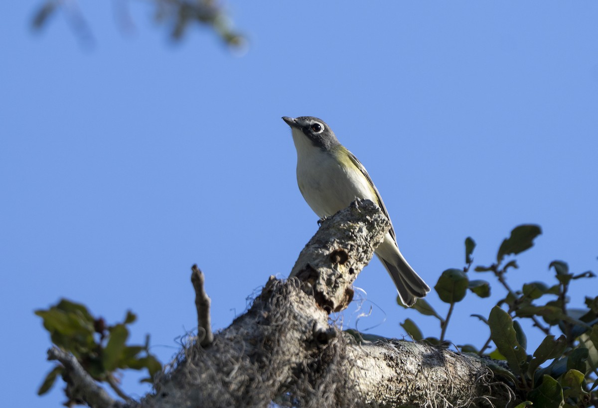 zelenáček brýlový - ML647468199