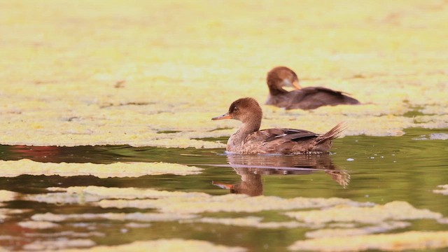Hooded Merganser - ML647468200
