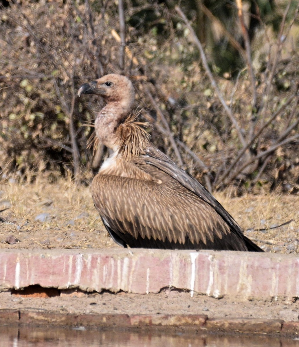 Vautour de l'Himalaya - ML647468203