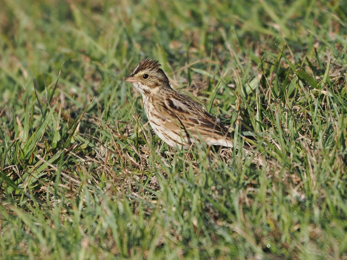 Пасовник савановий - ML647468207