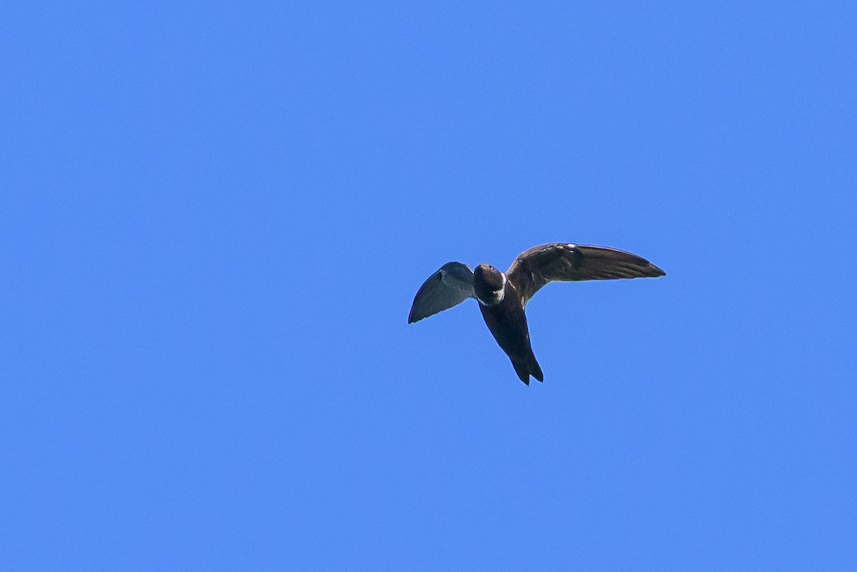 White-collared Swift - ML647468221