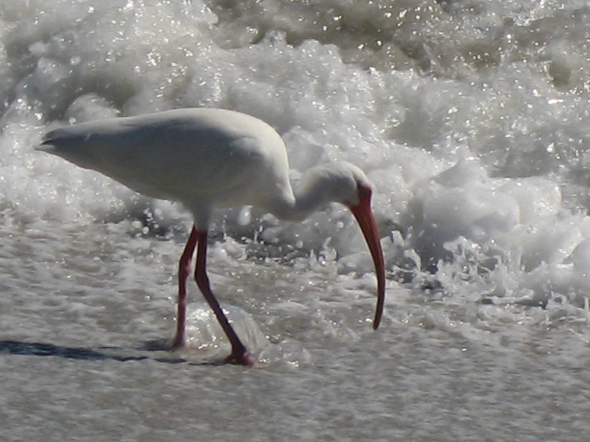White Ibis - ML647468230