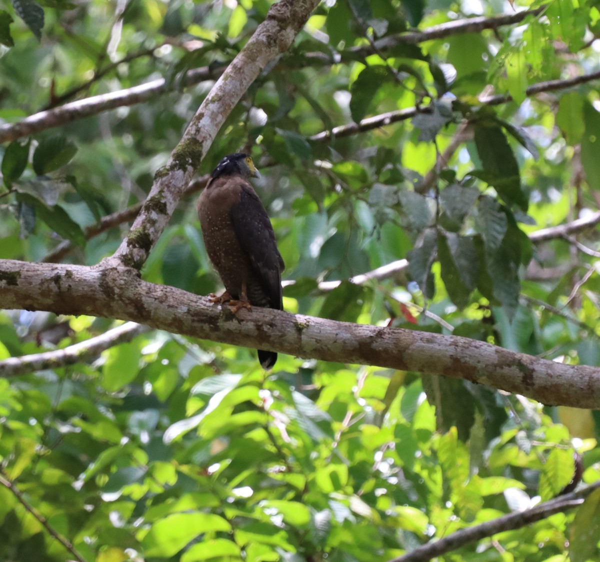 Culebrera Chiíla - ML647468244