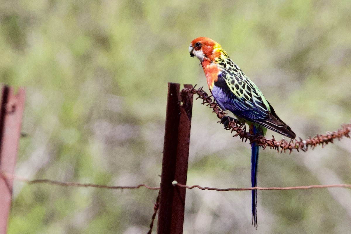 Eastern Rosella - ML647468254