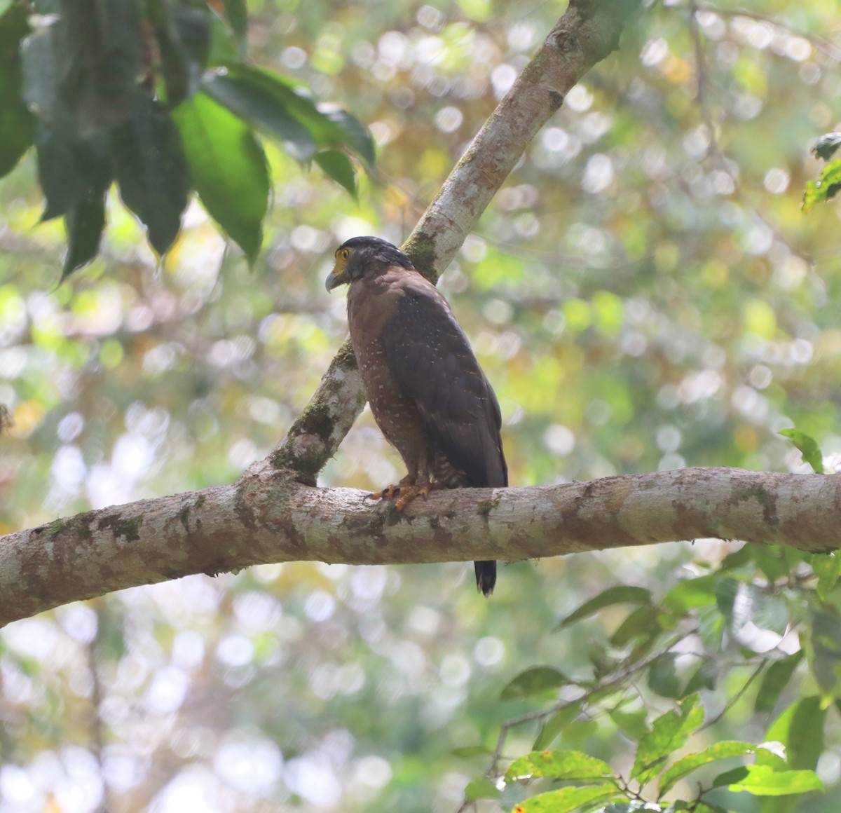 Culebrera Chiíla - ML647468261