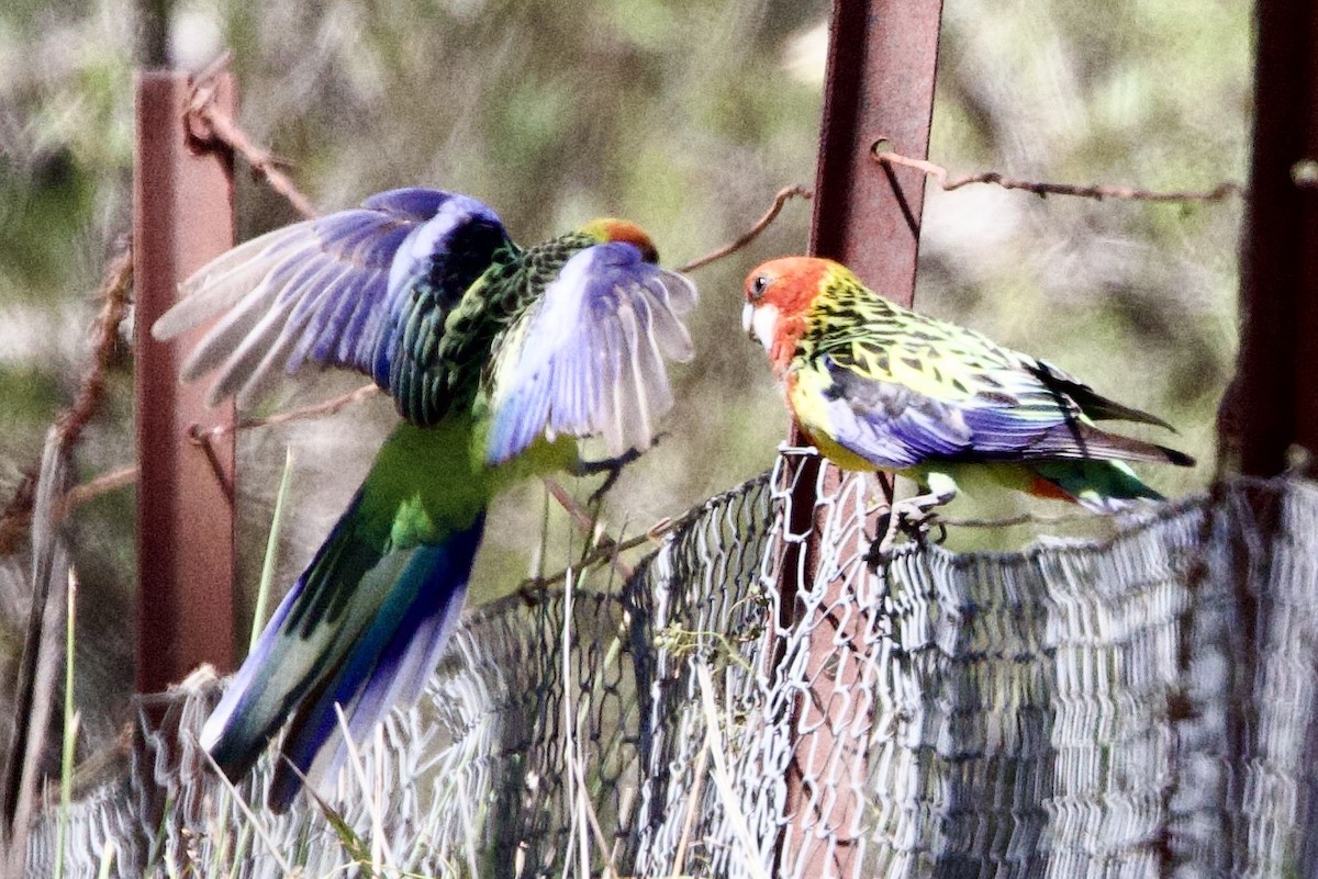 Eastern Rosella - ML647468262