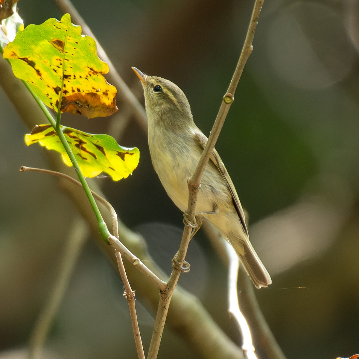 budníček zelený - ML647468269