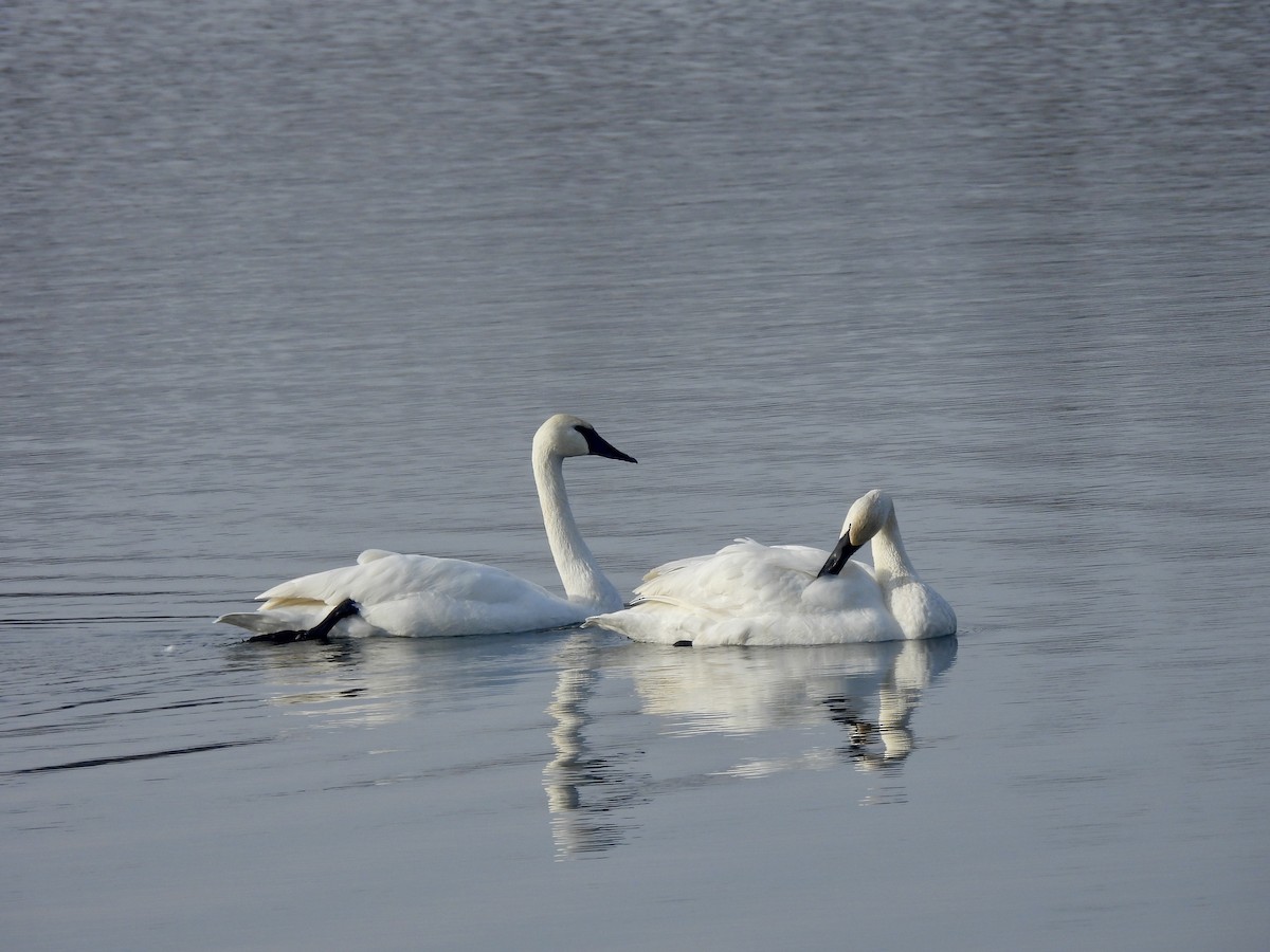 Лебідь-трубач - ML647468282