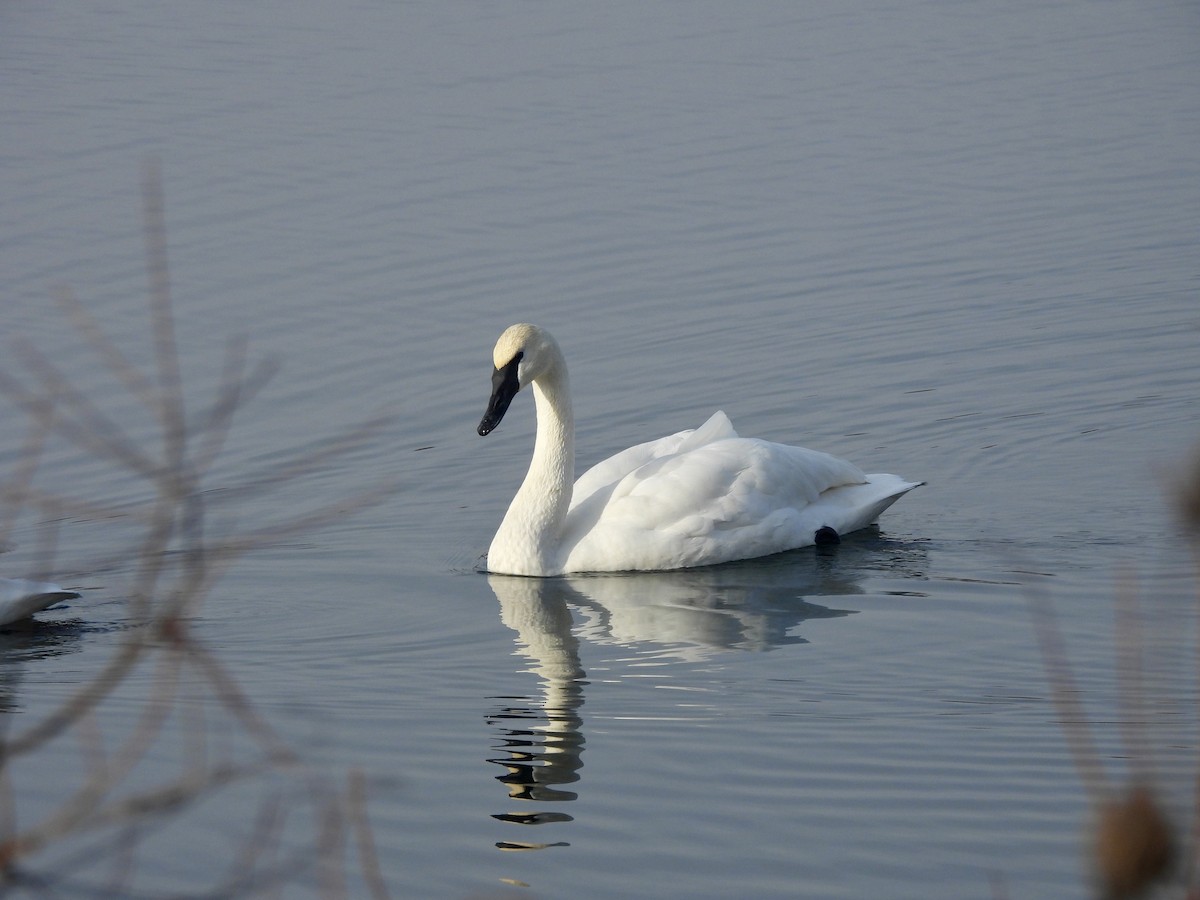 Лебідь-трубач - ML647468283