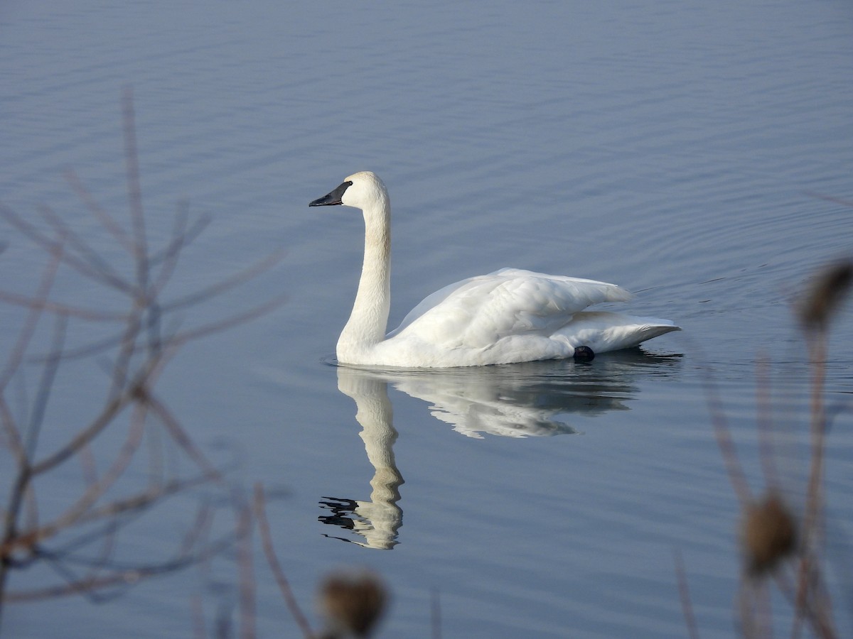 Лебідь-трубач - ML647468284