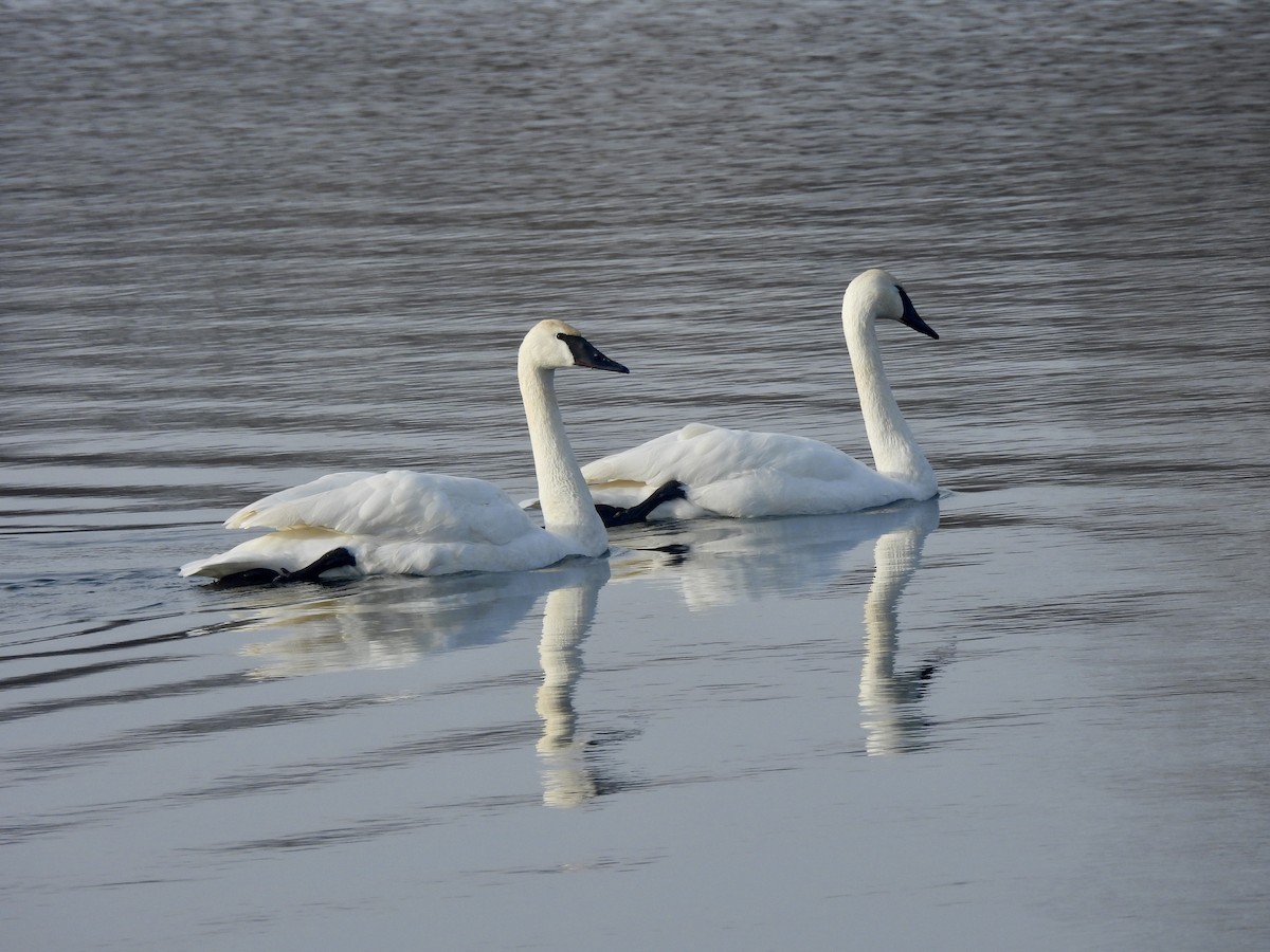 Лебідь-трубач - ML647468285