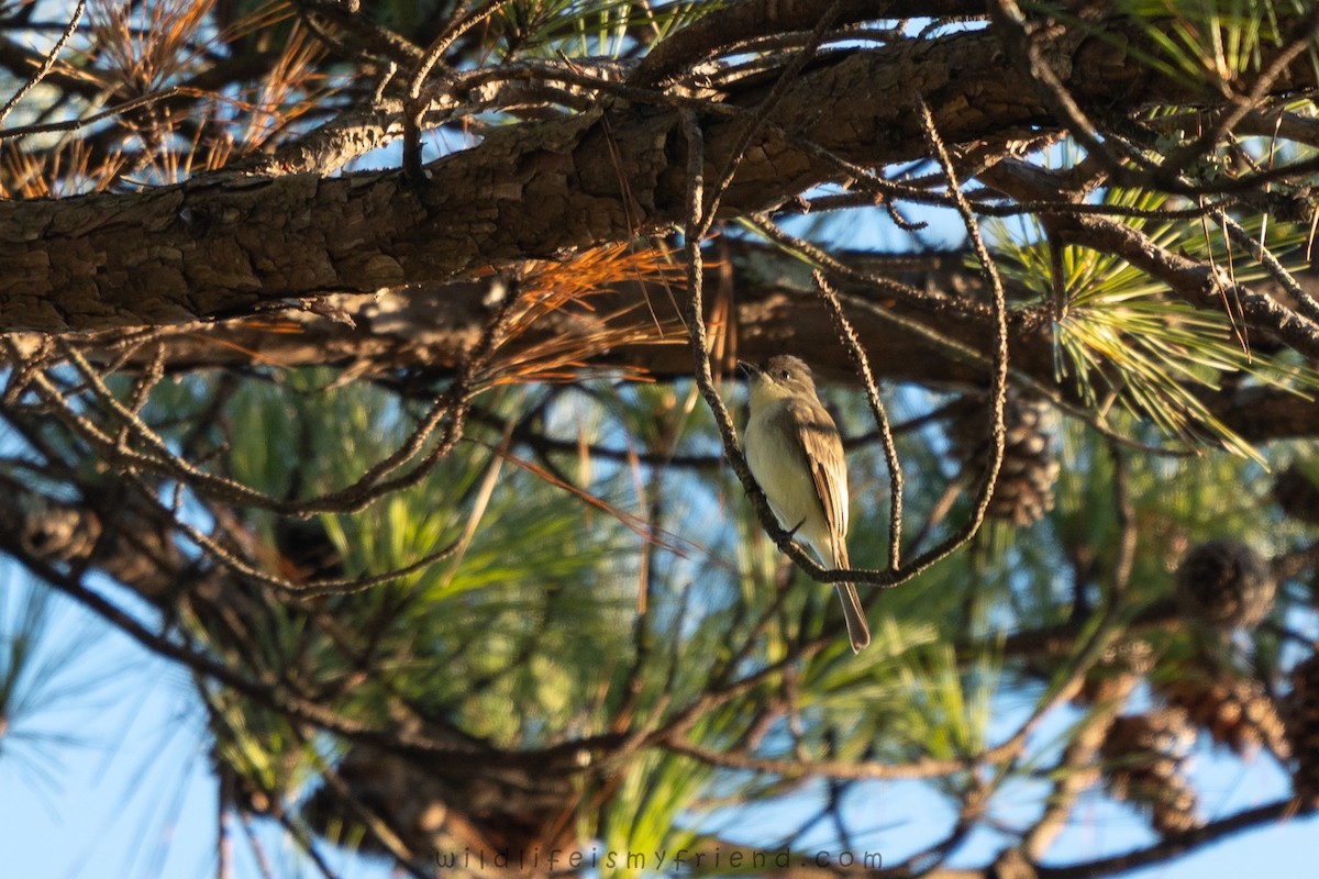 Феб буроспинний - ML647468286