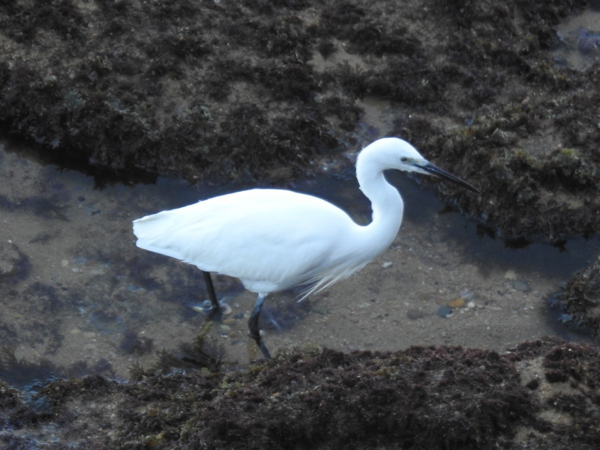 Чепура мала - ML647468287