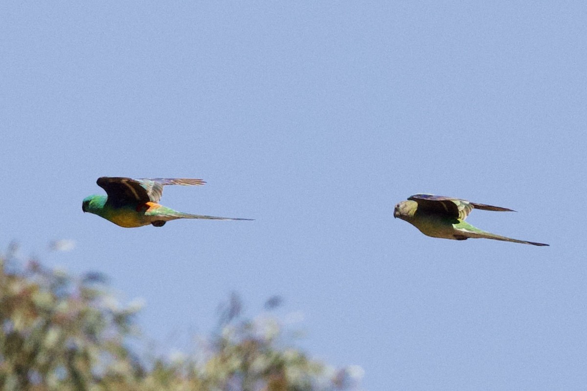 Папужка співочий - ML647468288