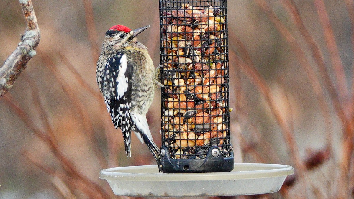 Дятел-смоктун жовточеревий - ML647468291